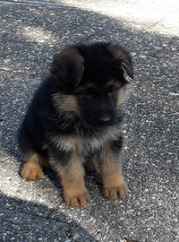 Cuccioli di Pastore Tedesco