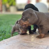 Cuccioli di bassotto tedesco