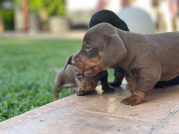 Cuccioli di bassotto tedesco