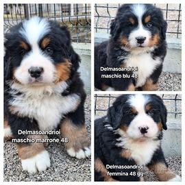 BOVARO DEL BERNESE FEMMINA consegna 31/01/2026