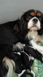 Cuccioli di Cavalier king Ciarles Spaniel tricolor