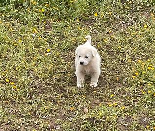 Cuccioli di pastore maremmano