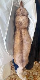Collo di Volpe vera