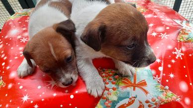 Jack russell euro 200