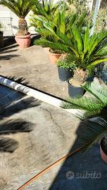 Piante Cycas
