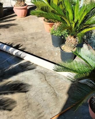 Piante Cycas