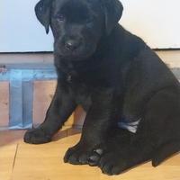 Cucciolo di Labrador