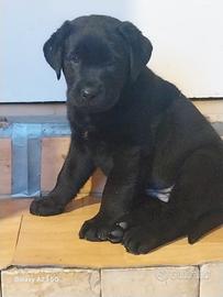 Cucciolo di Labrador