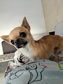 Cuccioli di chiwuawua