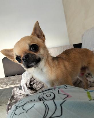 Cuccioli di chiwuawua