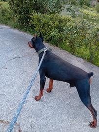 Stallone di Dobermann x stagione