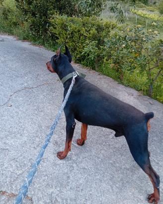 Stallone di Dobermann x stagione