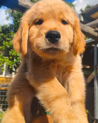 Golden Retriever Americano cuccioli