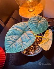 Alocasia Melo