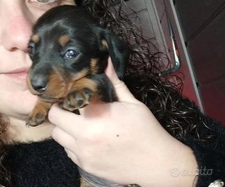 bassottina femmina nero focato 