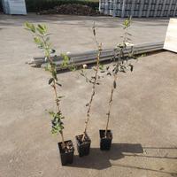 Olivo varietà Cultivar F17