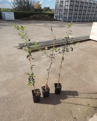 Olivo varietà Cultivar F17