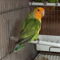 Inseparabile maggiorato