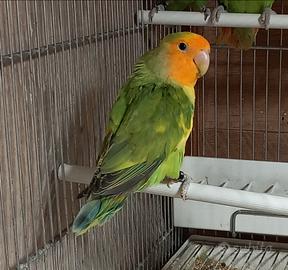 Inseparabile maggiorato