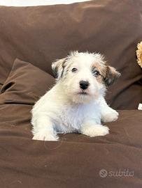 Cuccioli Jack Russel