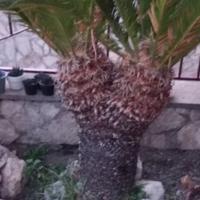 piante gigas giada e grasse