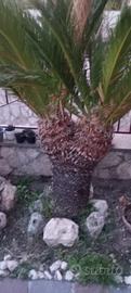 piante gigas giada e grasse