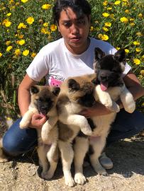 Akita Americano Cuccioli
