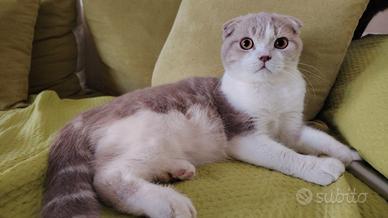 Gattini Scottish Fold