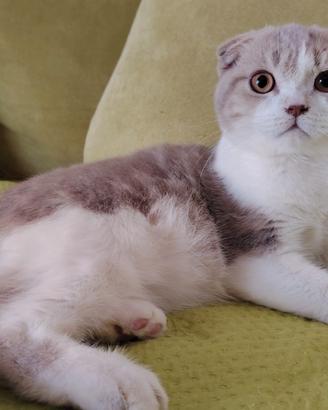 Gattini Scottish Fold