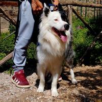 border collie blue merl 