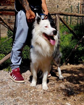 border collie blue merl 