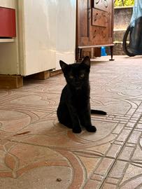 Gatto nero