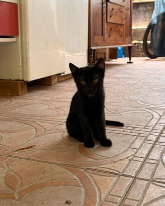 Gatto nero