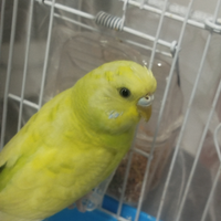 Disponibile uccellino cocorite