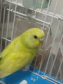 Disponibile uccellino cocorite