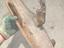 Immagine 12