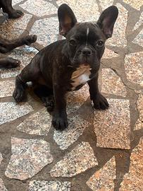 Bulldog francese