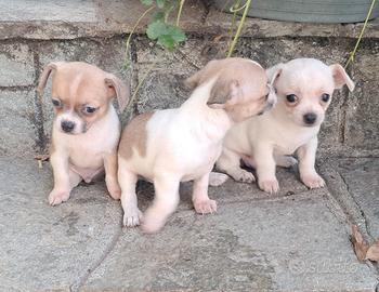 Cuccioli Chihuahua mini da borsetta fantastici