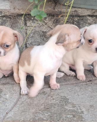 Cuccioli Chihuahua mini da borsetta fantastici