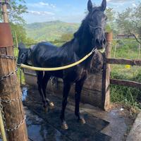 Cavallo spagnolo di 2 anni