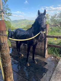 Cavallo spagnolo di 2 anni