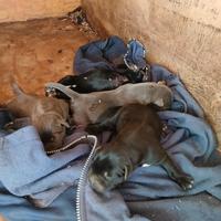 Cane corso ultima cucciolata