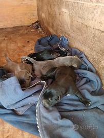 Cane corso ultima cucciolata
