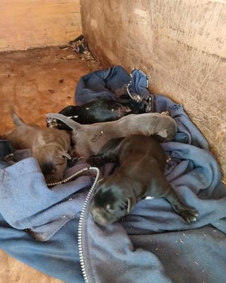 Cane corso ultima cucciolata