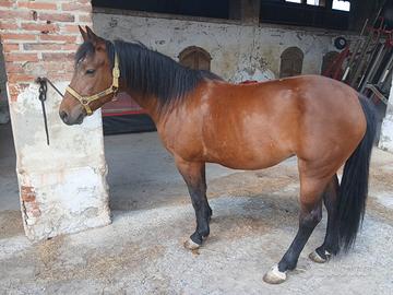 Cavallo