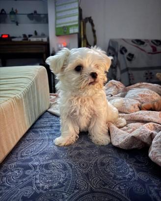 Maltese Toy