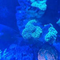 coralli acquario marino