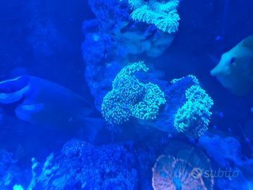 coralli acquario marino