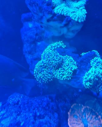 coralli acquario marino