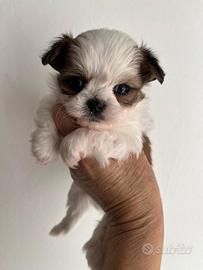 Chihuahua pelo lungo